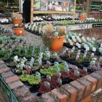 Alpine plants Alpine plants