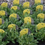 Alyssum Alyssum
