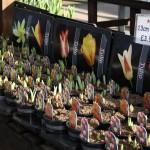 Bulbs Bulbs