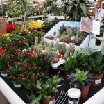 Cactus and indoor plants