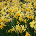 Daffodils Daffodils