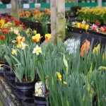Daffodils and spring flowering plants Daffodils and spring flowering plants