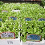 IMG_1432 IMG_1432