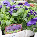 IMG_1445 IMG_1445