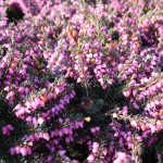 IMG_1577 IMG_1577