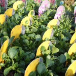 IMG_1651