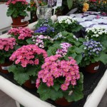 Indoor plant gifts