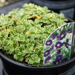 Large-alpines