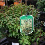 Pieris Pieris