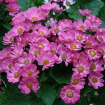 Pink indoor flowers