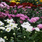 Plants to flower indoors