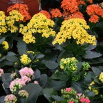 Potted indoor flowering plants