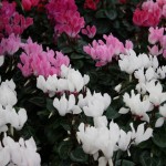 Potted plants for indoors