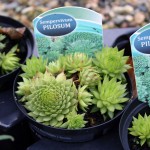 Small-alpines
