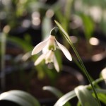 Snowdrops Snowdrops