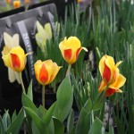 Tulips Tulips