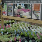 Alpines – small £1.99 each 6 for £10.00