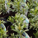 candytuft candytuft