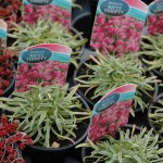 Alpines – large £3.99 each or 3 for £10.00
