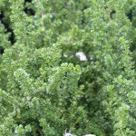 IMG_2072