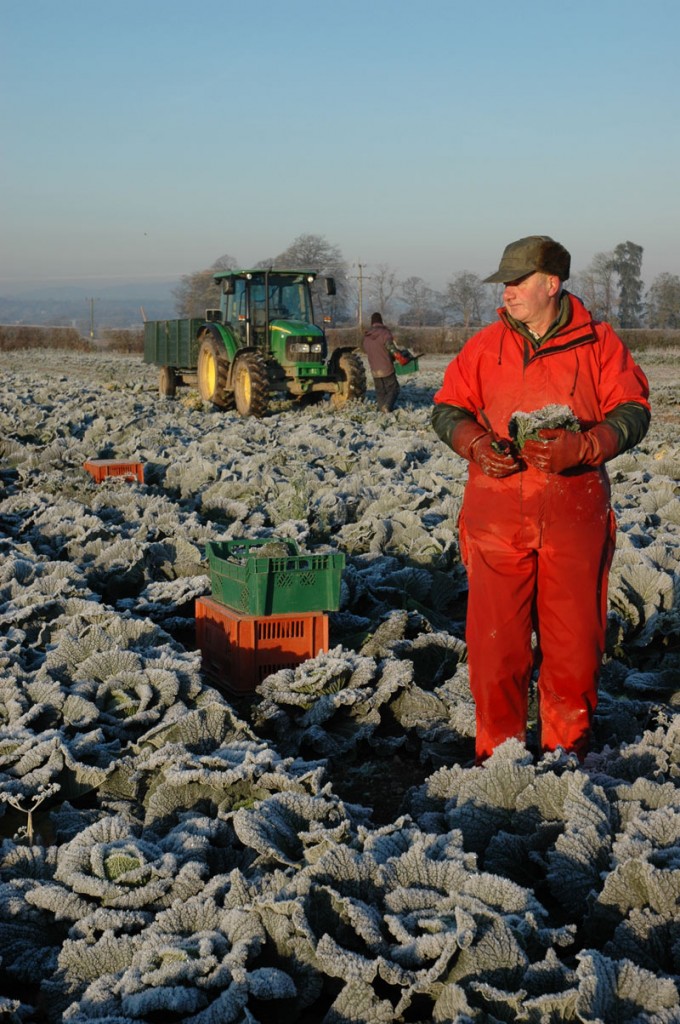 Denis-cutting-cabbages