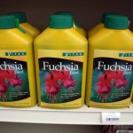 Fuchsia food