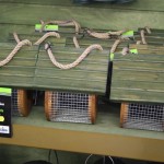 Nut feeder for birds