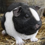 Plastic animals for gardens bland and white guine pig Plastic animals for gardens bland and white guine pig
