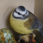 Plastic animals for gardens blue tit Plastic animals for gardens blue tit