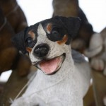Plastic animals for gardens dogs Plastic animals for gardens dogs