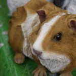 Plastic animals for gardens guinea pig Plastic animals for gardens guinea pig