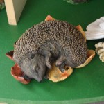 Plastic animals for gardens hedgehog Plastic animals for gardens hedgehog