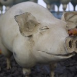 Plastic animals for gardens pig Plastic animals for gardens pig