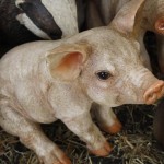 Plastic animals for gardens piglet Plastic animals for gardens piglet
