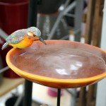Wild-bird-care7