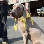 Companion Dog Show At Bellis Brothers 2011 4