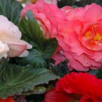 Begonia