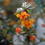 Berberis
