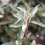 Buddleja