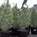 Buxus Pyramids - variagated