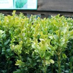 Buxus Sempervirons