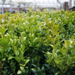 Buxus