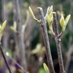 Callicarpa