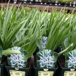 Camassia Cusickii