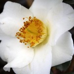 Camellia Japonica