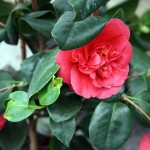 Camellia