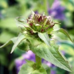 Campanula Glomerata Superba