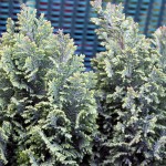 Chamaecyparis Ellwoods Gold
