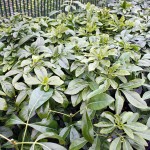 Choisya Ternata