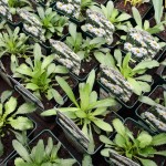 Chrysanthemum Silver Princess